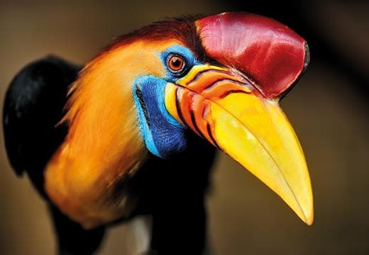 A colourful bird… dunno, maybe a toucan?