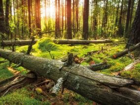 Fallen tree in a forest