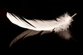 A single white feather on a black background