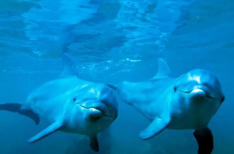 Dolphins