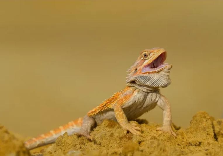 Lizard