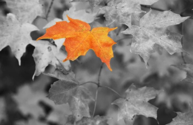 Coloured leaf in a black and white background