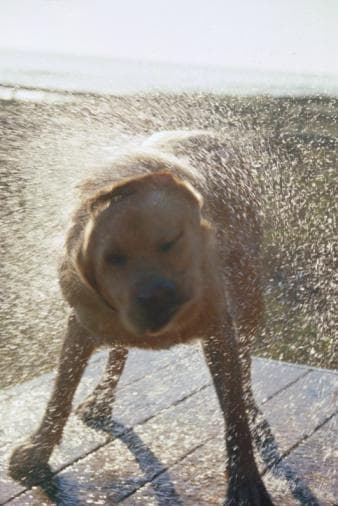 Doggo shaking off water