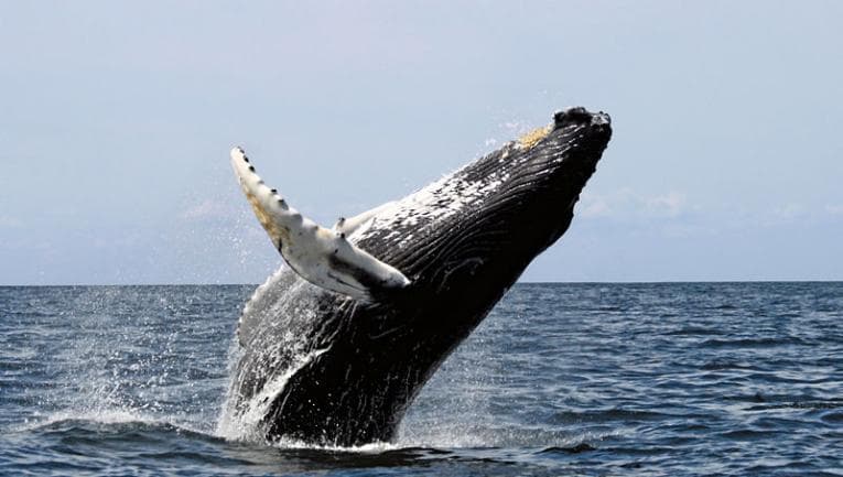 Whale breaching water