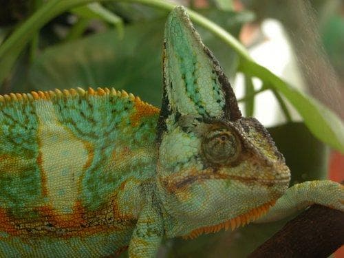 Chameleon