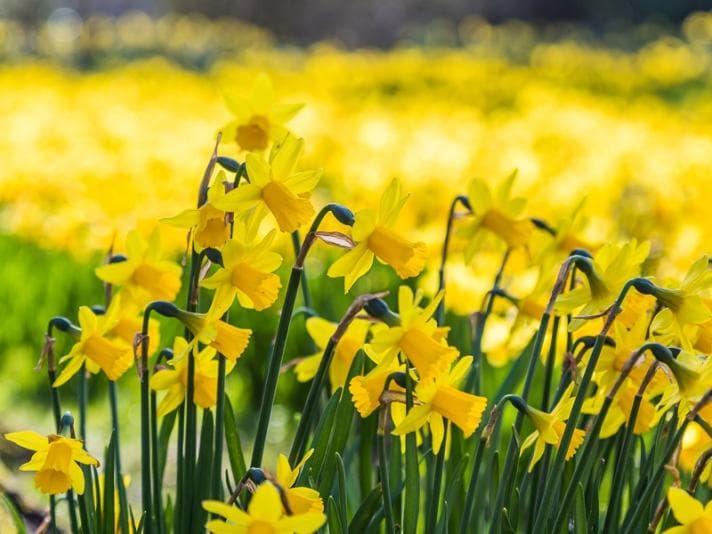 Daffodils