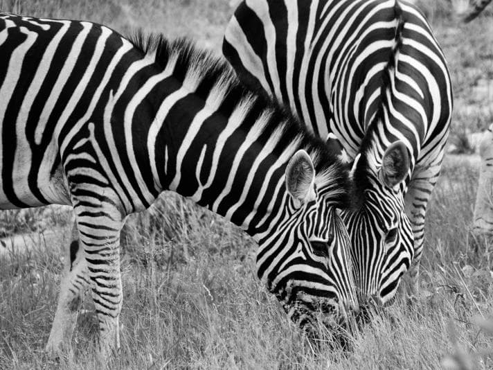 Zebras