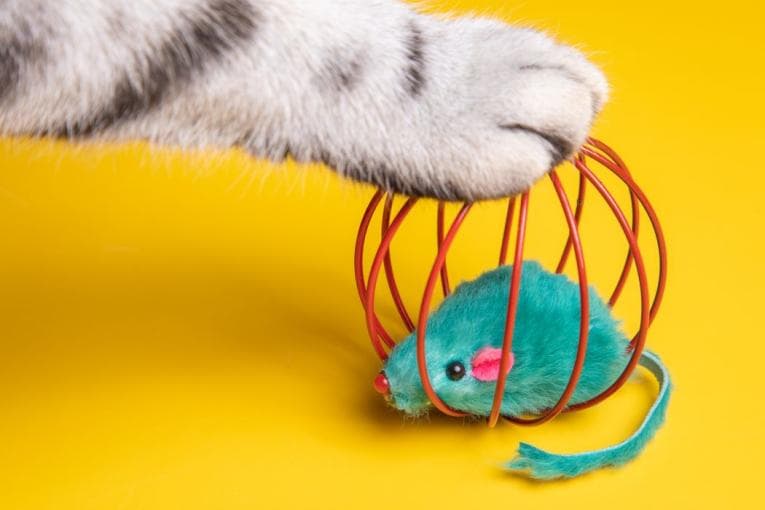 Cat paw atop a round toy